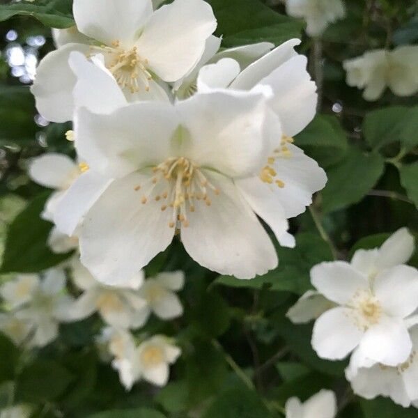 Philadelphus coronarius 花