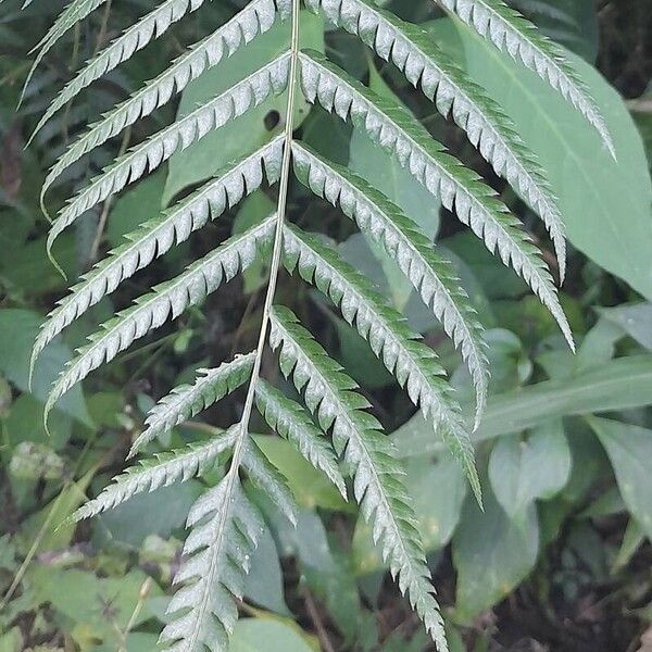 Pteris deflexa Feuille