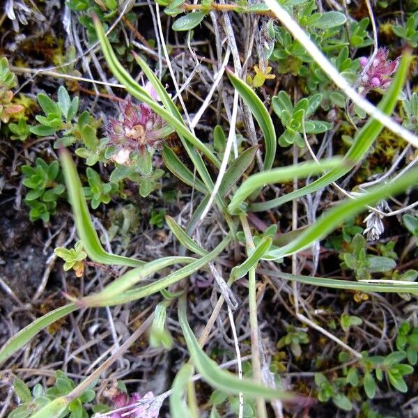 Bupleurum ranunculoides (Crowfoot-leaved hare's-ear)