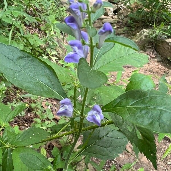 Scutellaria serrata Blomma