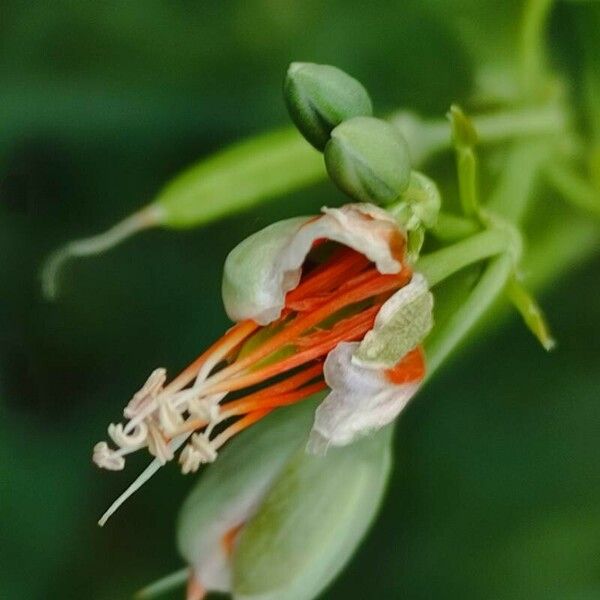 Zygophyllum fabago Çiçek