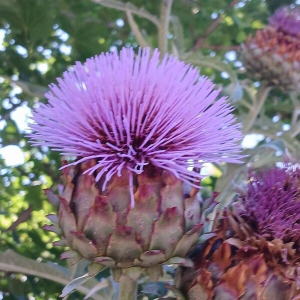 Cynara cardunculus Květ