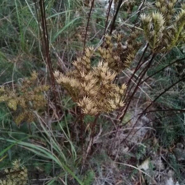 Petrosedum ochroleucum Fruit