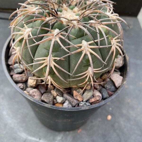 Gymnocalycium spegazzinii Casca