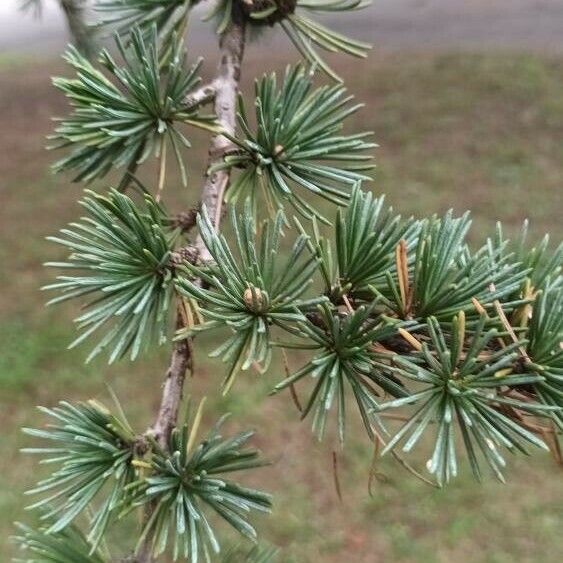 Cedrus libani Lehti