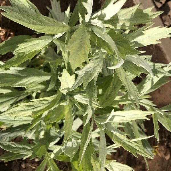 Artemisia ludoviciana Leht