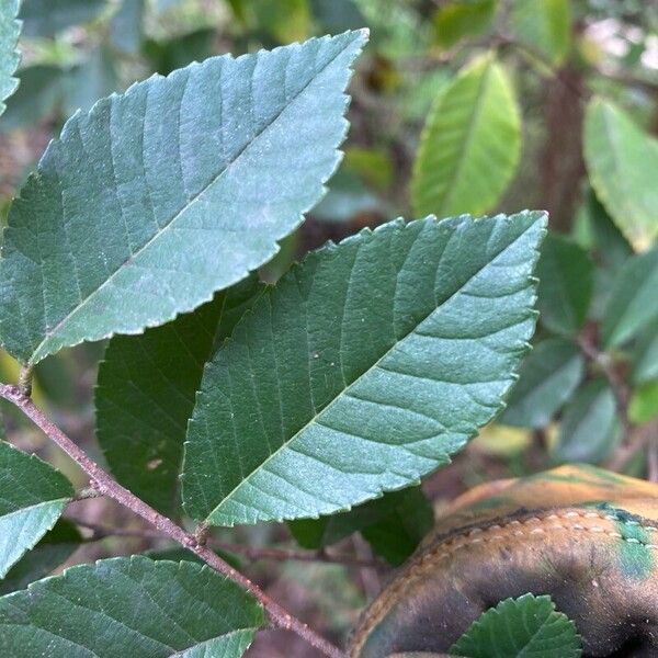 Ulmus parvifolia Leht
