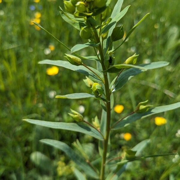 Euphorbia virgata Staniste