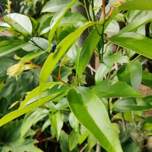 Cinnamomum burmanni Leaf