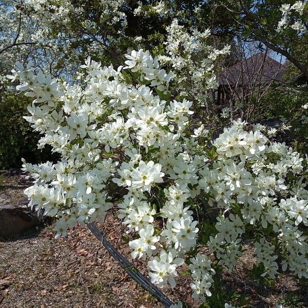 Exochorda racemosa Fleur