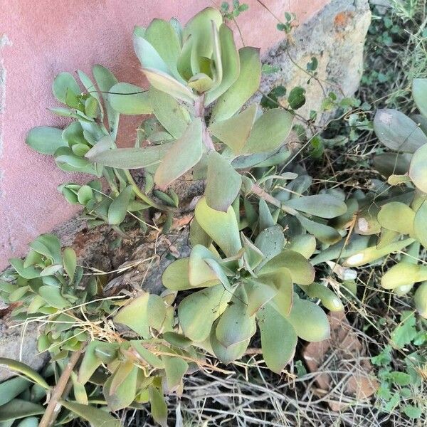 Senecio decaryi Lapas