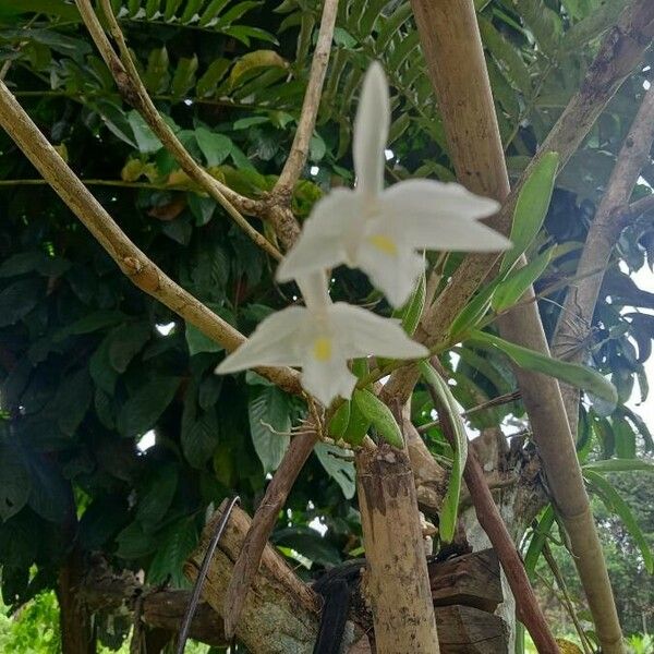 Dendrobium crumenatum ফুল