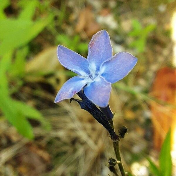 Amsonia tabernaemontana Blomma