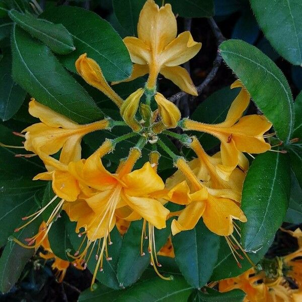 Rhododendron calendulaceum Flower