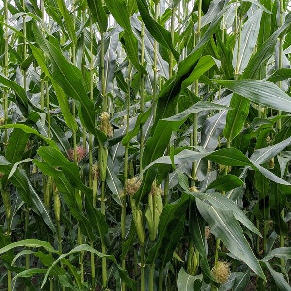 Zea mays 形态