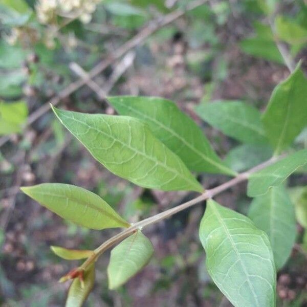Lawsonia inermis Fulla