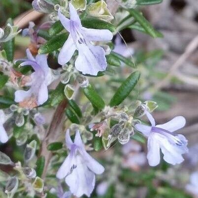 Rosmarinus officinalis Квітка