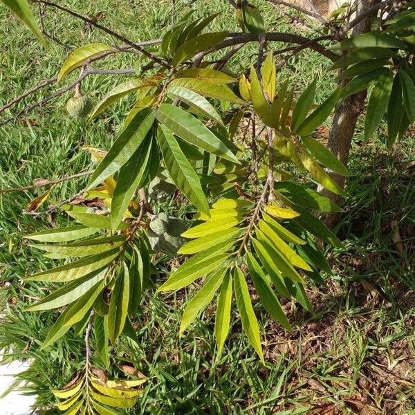 Annona reticulata Лист