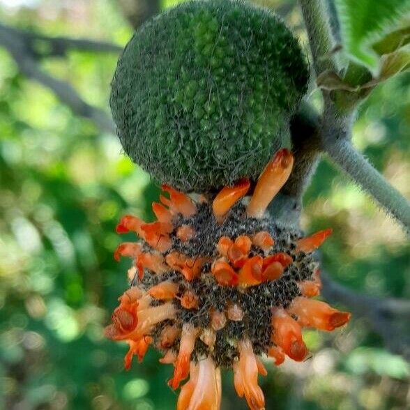 Broussonetia papyrifera Кветка