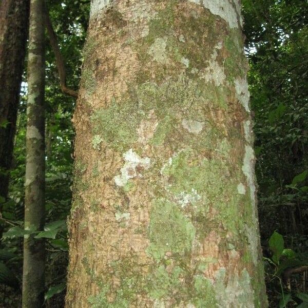 Ocotea splendens Rhisgl