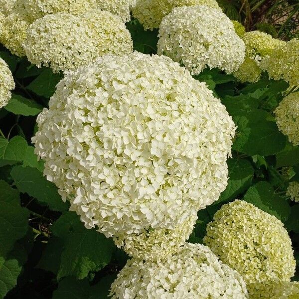 Hydrangea arborescens Flower