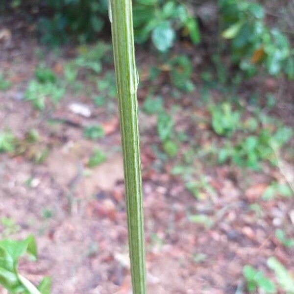 Tacca leontopetaloides Bark