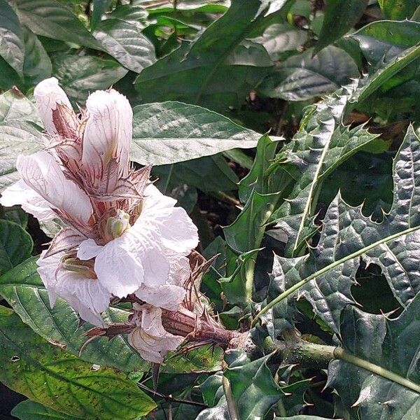 Acanthus montanus Çiçek