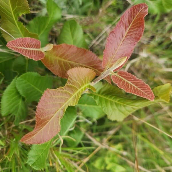 Pappea capensis 叶
