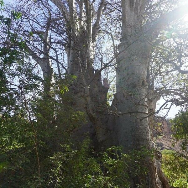 Adansonia digitata Кара