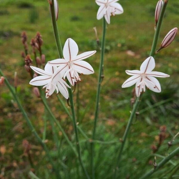 Asphodelus fistulosus Flower