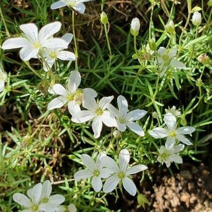 Arenaria grandiflora Flor