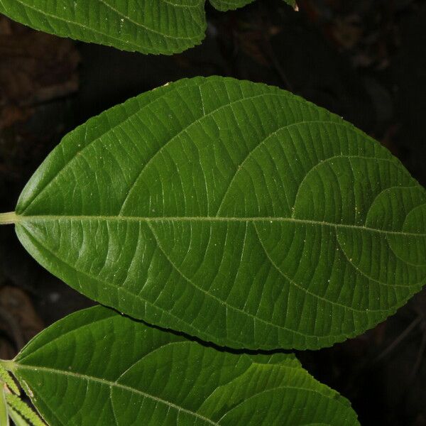 Acalypha diversifolia Fulla