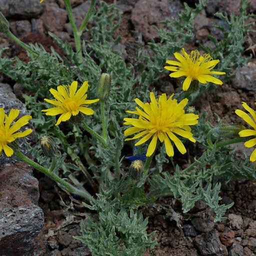 Crepis occidentalis 花