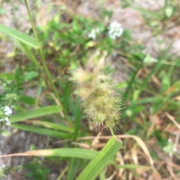 Cenchrus echinatus Цвят