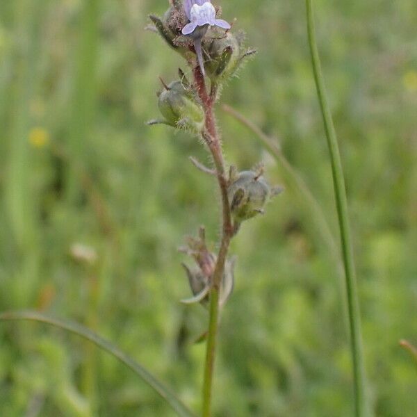 Linaria arvensis Cvet