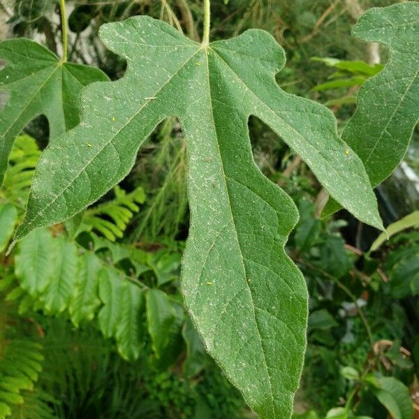 Brachychiton acerifolius List