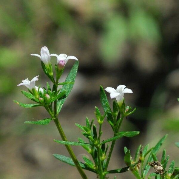 Houstonia longifolia ᱵᱟᱦᱟ