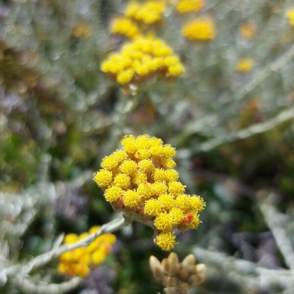 Helichrysum italicum Кветка