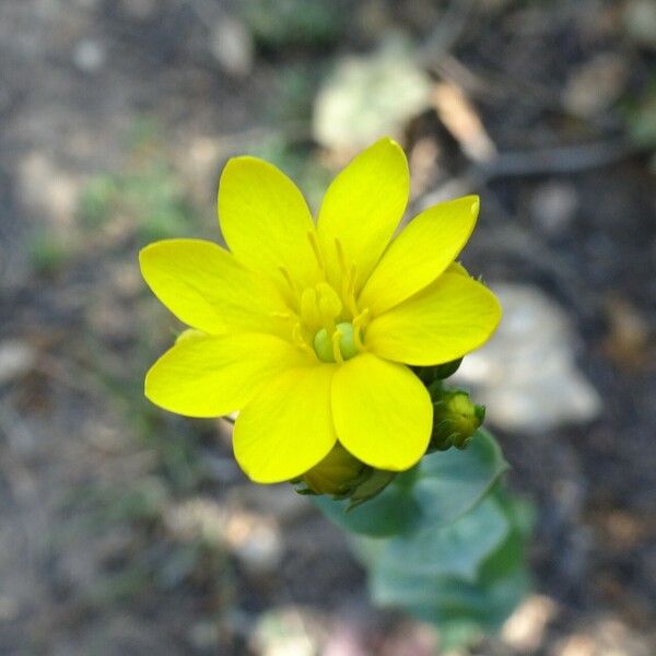 Blackstonia perfoliata ফুল