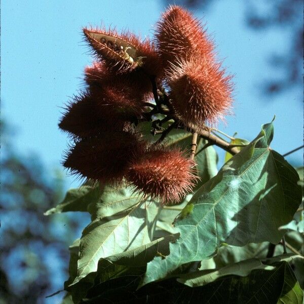 Bixa orellana Frucht