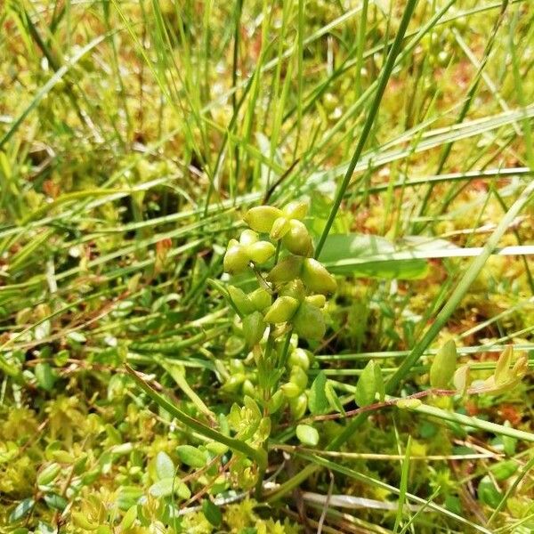 Scheuchzeria palustris Fruit