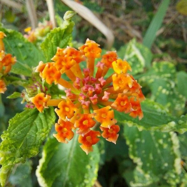 Lantana camara Blüte