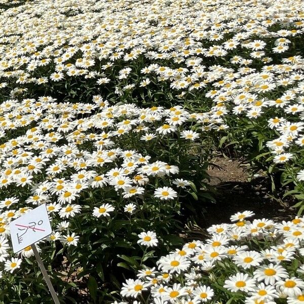 Leucanthemum maximum 整株植物