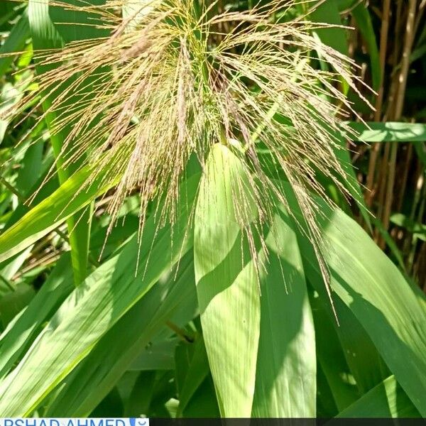 Thysanolaena latifolia Folha