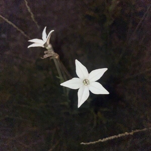 Nicotiana longiflora Flower