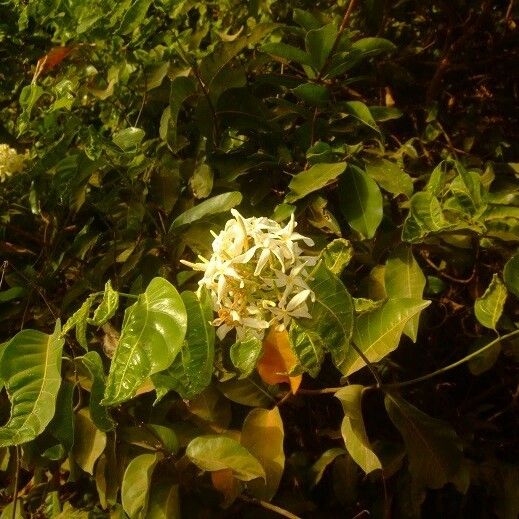 Saba senegalensis Flower