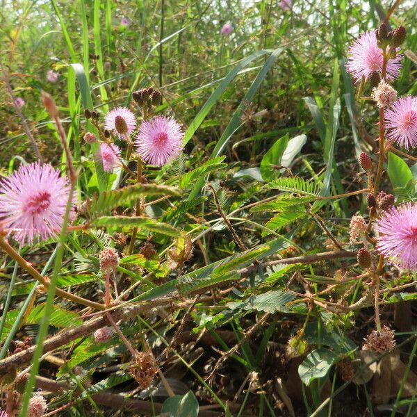 Mimosa pudica Flor