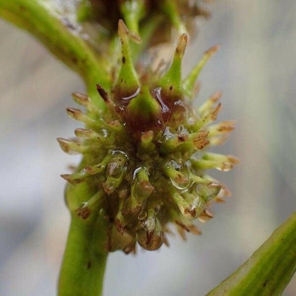 Sparganium angustifolium Frukt