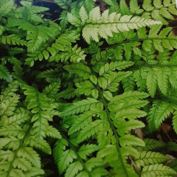 Polystichum luctuosum Leaf