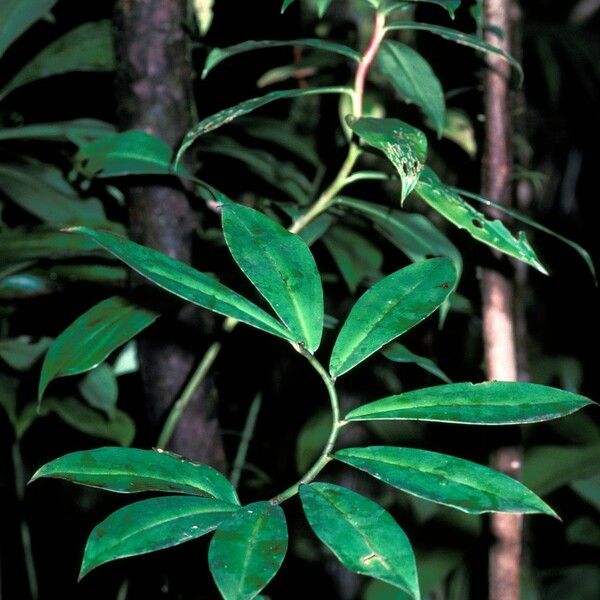 Costus erythrothyrsus Azala